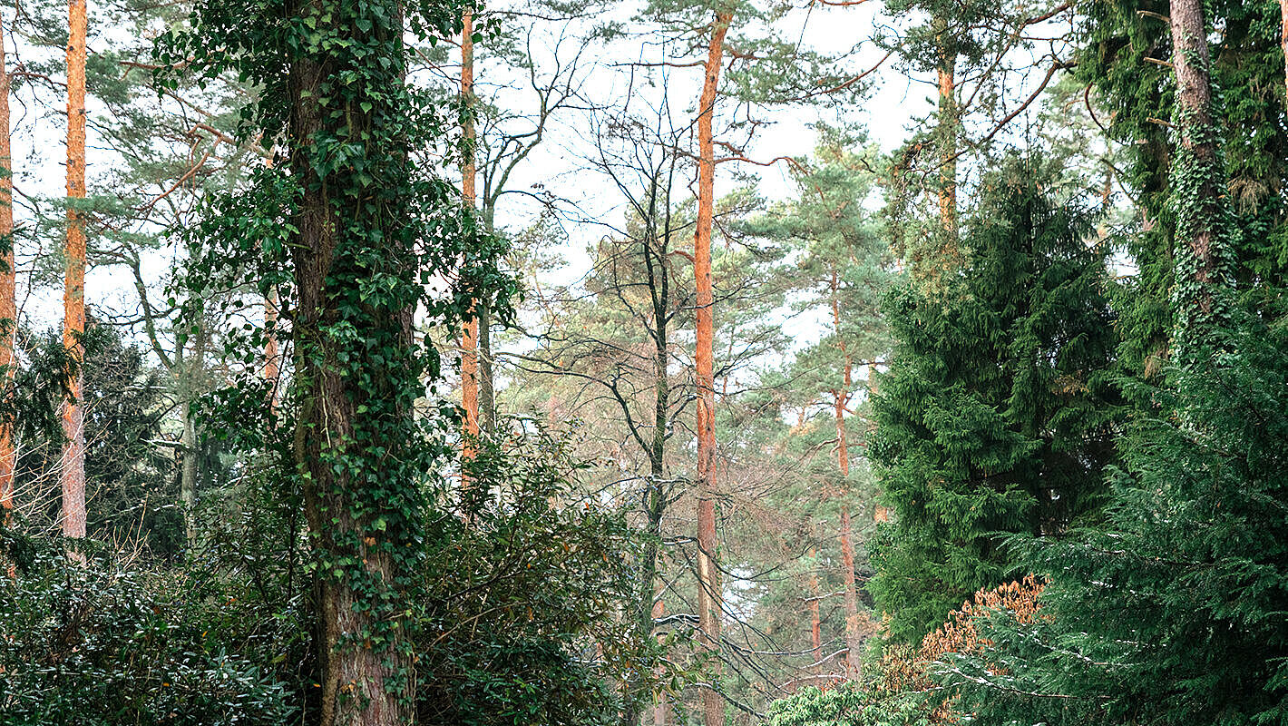 Waldbestattung