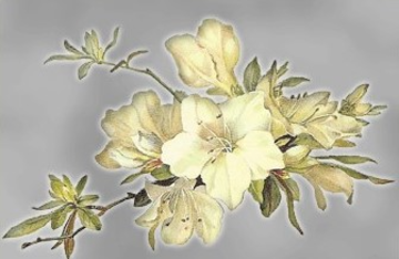 Bestattungshaus Iris Schmidt
Inhaberin Christa Apel in Dortmund